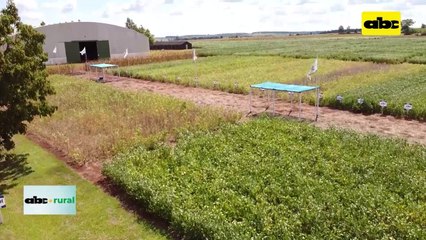 Video: Presencia de genética nacional de soja en varios países