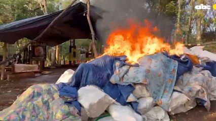 Desmantelan Complejo Narco Con Más De 5 Toneladas De Marihuana