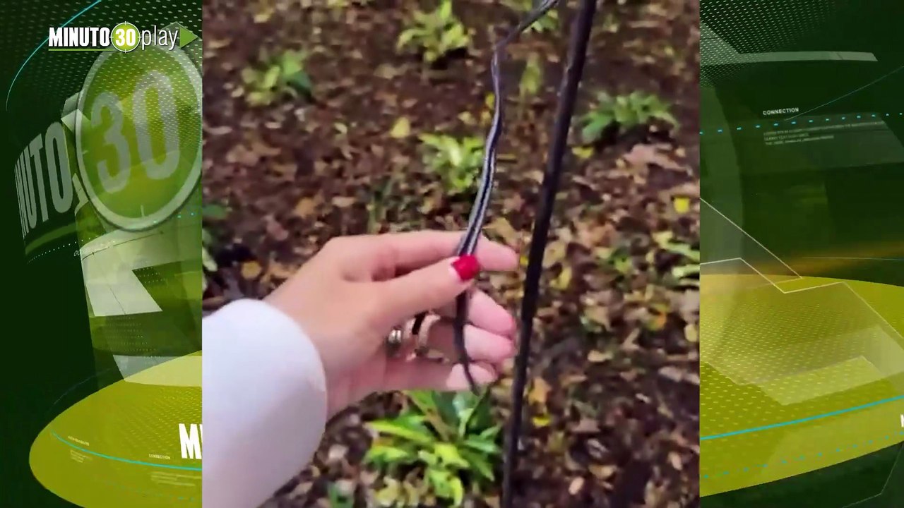 En Medellín ya roban hasta el espíritu navideño: hurtaron cables de los Alumbrados EPM
