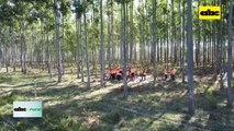 Video: aluminio, un problema en suelos forestales que se puede solucionar