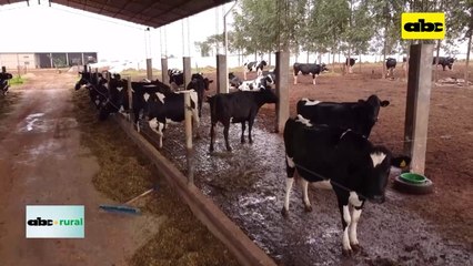 Video: cómo extender los picos de producción en vacas lecheras