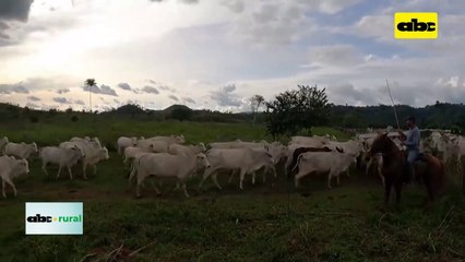 Video: Brasil invertirá US$ 120.000 para recuperar pasturas degradadas