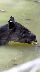 El gusano barrenador se suma a las amenazas contra la danta de montaña