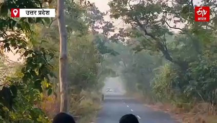 पीलीभीत टाइगर रिजर्व में रोमांचक नजारा, अचानक सड़क पर आए बाघिन और दो शावक, रुकी आवाजाही