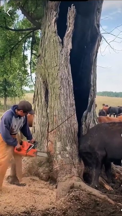 Man safe buffalo