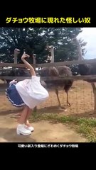 Une personne suspecte apparaît à la ferme d'autruches