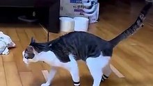 Un chat qui retire artistiquement ses chaussettes