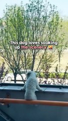 Don't mind this dog, he's just casually judging you from above