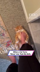 Chonky Cat Begs for Snacks but Pulls the Cutest Sneaky Move Ever!|| Heartsome 💖