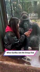 Gorillas Crowd Around Girl’s Phone in Hilarious Zoo Moment!|| Heartsome 💖