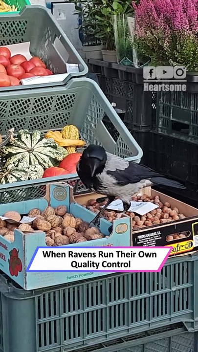 Sneaky Ravens Caught Teaming Up in Hilarious Nut-Sorting Chaos!|| Heartsome 💖