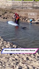 Newborn Whale Found Struggling in Shallow Water—A Moving Rescue|| Heartsome 💖