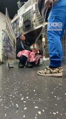 Chaotic Pup Rescue Turns Into a Hilarious Vet-Level Challenge!|| Heartsome 💖