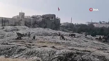 Dağ keçileri sürü halinde görüntülendi