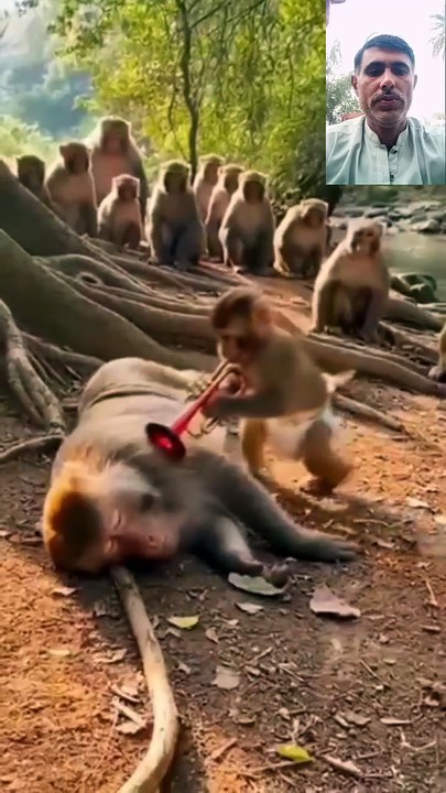 Animal video fun