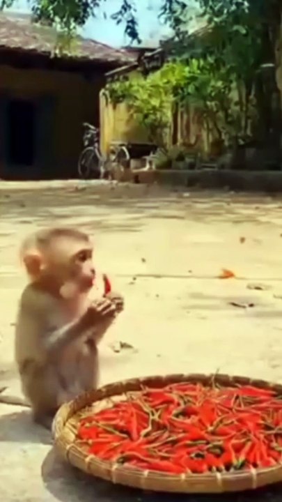 Animal video fun