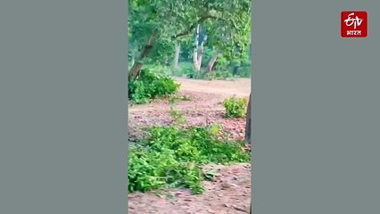 अमानगढ़ टाइगर रिजर्व में जिप्सी की ओर भागा टस्कर हाथी, पर्यटकों के उड़े होश