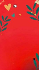 Homemade Wet Food For Cats | Healthy Option Your Cat Will Love