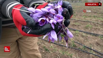 Malatya’da gramı 600 TL’den satılan safran yoğun ilgi görüyor