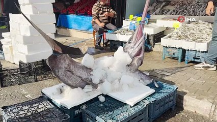 Akdeniz’in devi 138 kiloluk kılıç balığı balıkçı tezgahında