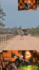 chimp podcast top Level..follow me