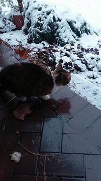 Funny cats compilation - First snow :) #cat #winter #snow #funnycats #cutecats #viralcats #fyp #trending