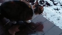 Funny cats compilation - First snow :) #cat #winter #snow #funnycats #cutecats #viralcats #fyp #trending