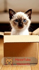 MeowTube Moments #2 | Try not to laugh | Cat videos Compilation #catshorts #shorts #ytshorts