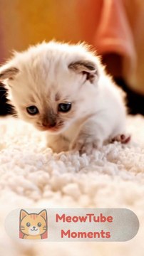 MeowTube Moments #1 | Try not to laugh | funny cat videos | cute cats | Try not to laugh | Cat videos Compilation #shorts #meow