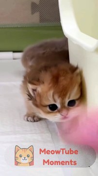 MeowTube Moments #6 | Try not to laugh | funny cat videos | cute cats | Try not to laugh | Cat videos Compilation