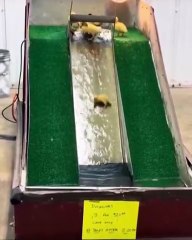 There's a duck slide every year at the South Carolina state fair, and it's adorable.