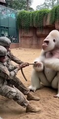3 JACKED Marines vs Gorilla at San Diego Zoo – 6 Sec Later They EAT DIRT!” 💪🦍🌱