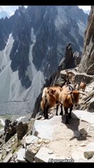 पहाड़ की धार पर बकरी vs चीता – पत्थरों के बीच मौत की रेस!”