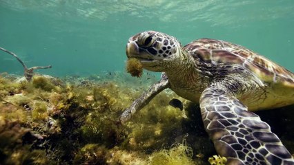 Arabias Best Kept Secrets with Clive Standen S01E01