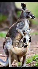 साहस और सुरक्षा। मां कंगारू का अदभुत पल।#kangaaru#animals #aipromakers#wildlife #viralshort#australi