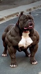 Feeding my pet #shorts #asmr #weirdfacts #funny #satisfying#feeding #ai #food #fruit  #relive