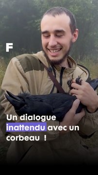 Ce que fait ce corbeau est très étonnant !