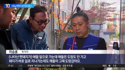 아파트에 출몰한 멧돼지…사람 2명 공격