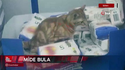İstanbul'da mide bulandıran anlar ; Kedi paketlerin üzerine tuvaletini yaptı