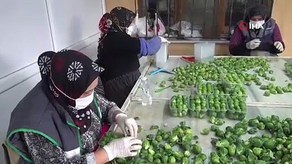 Fiyatı tarlada 10 TL'ye düşen şifa deposu brokoli pazarda 70 TL!