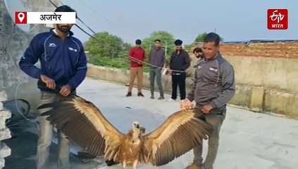 हिमालय की वादियों से उड़कर  पुष्कर क्षेत्र में पहुंचा  कश्मीरी गिद्ध, वन विभाग और कोबरा टीम ने  किया रेस्क्यू