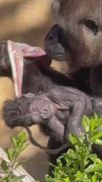 Una cría de gorila nace en el Bioparc de Fuengirola