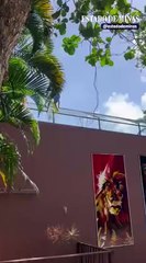 Jovem morre após escalar e invadir jaula de leoa no zoológico