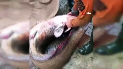 Yakalanan 65 kiloluk dev balık, görenleri şaşkına çevirdi