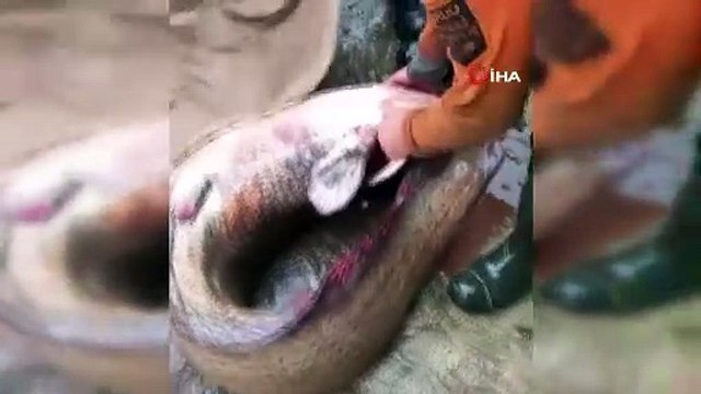 Yakalanan 65 kiloluk dev balık, görenleri şaşkına çevirdi