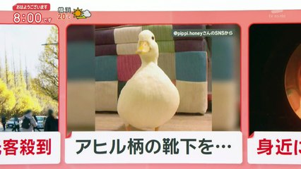 羽鳥慎一モーニングショー 2025年日12月1日