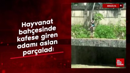 Brezilya’da hayvanat bahçesinde kafese giren adamı aslan parçaladı