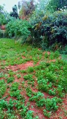 #reels tamazirte ifolkin Maroc