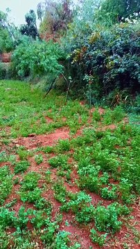 #reels tamazirte ifolkin Maroc