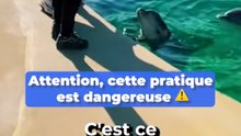 « Ils mettent en danger la vie des animaux et leur propre vie » : Quand des jeunes entrent dans le parc Marineland pour